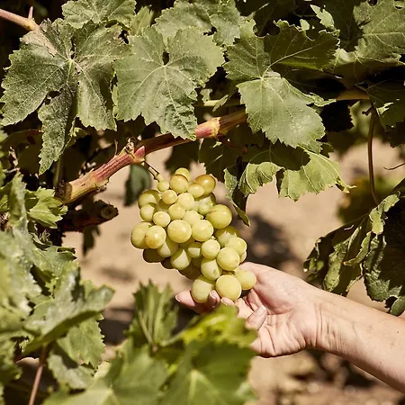 Hotel My Mykonos Retreat